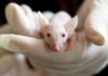 What is Animal Testing?