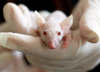 What is Animal Testing?