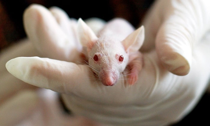 What is Animal Testing?