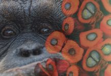 Palm Oil Deforestation and Orangutan Endangerment