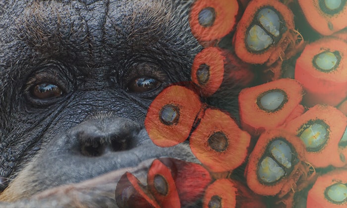 3-reasons-to-avoid-palm-oil Palm Oil Deforestation and Orangutan Endangerment