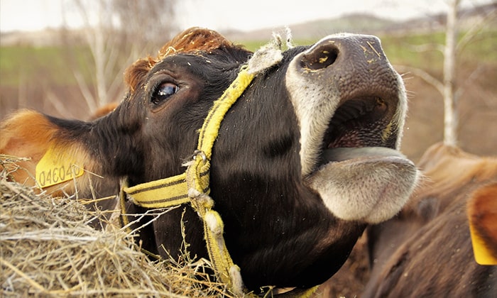 Dairy Farm Cruelty and Environmental Impacts
