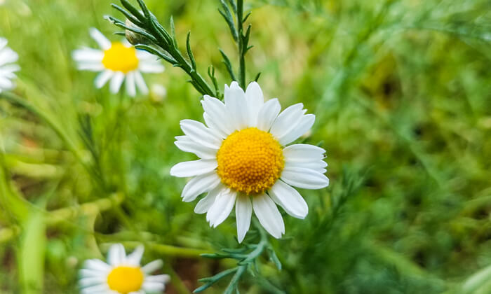 Chamomile Flower