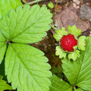 Mock Strawberry