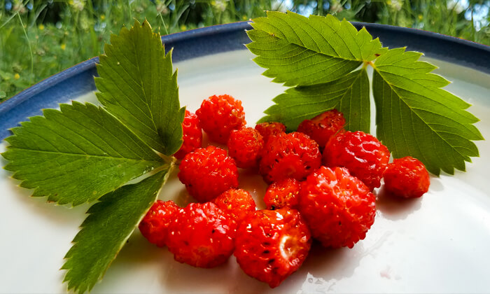 Wild Strawberries