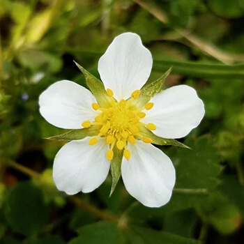 Wild Strawberry Flower