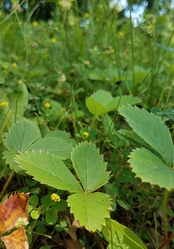 Fragaria Vesca Wild Strawberry Plant