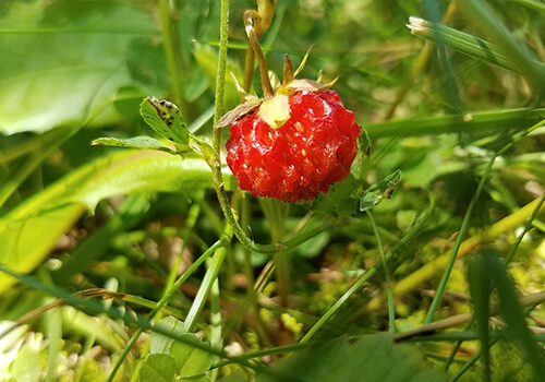 Ripe Wild Strawberry
