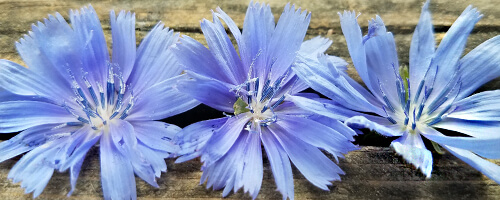 Chicory Flowers