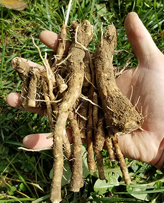 Freshly Harvested Chicory Roots