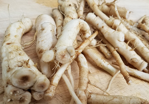 Chicory Roots Washed