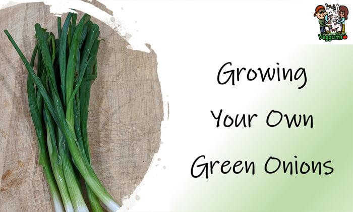 growing-green-onions Growing Scallions