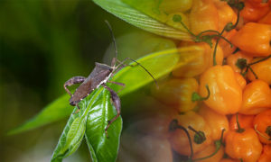 DIY Hot Pepper Insect Repellent