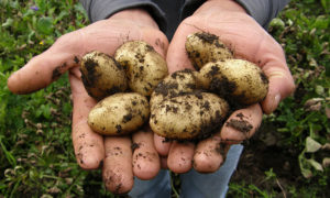 Harvesting Potatoes