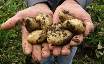 Harvesting Potatoes