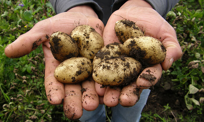 When To Harvest Potatoes In The Garden Veggums When To Harvest Potatoes In The Garden Veggums