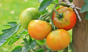 Green and under-ripe tomatoes on a vine
