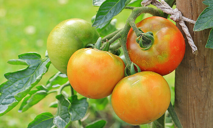 air-fried-green-tomatoes Green and under-ripe tomatoes on a vine
