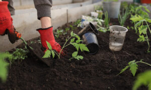 Person's hands planting in a small garden with gloves on