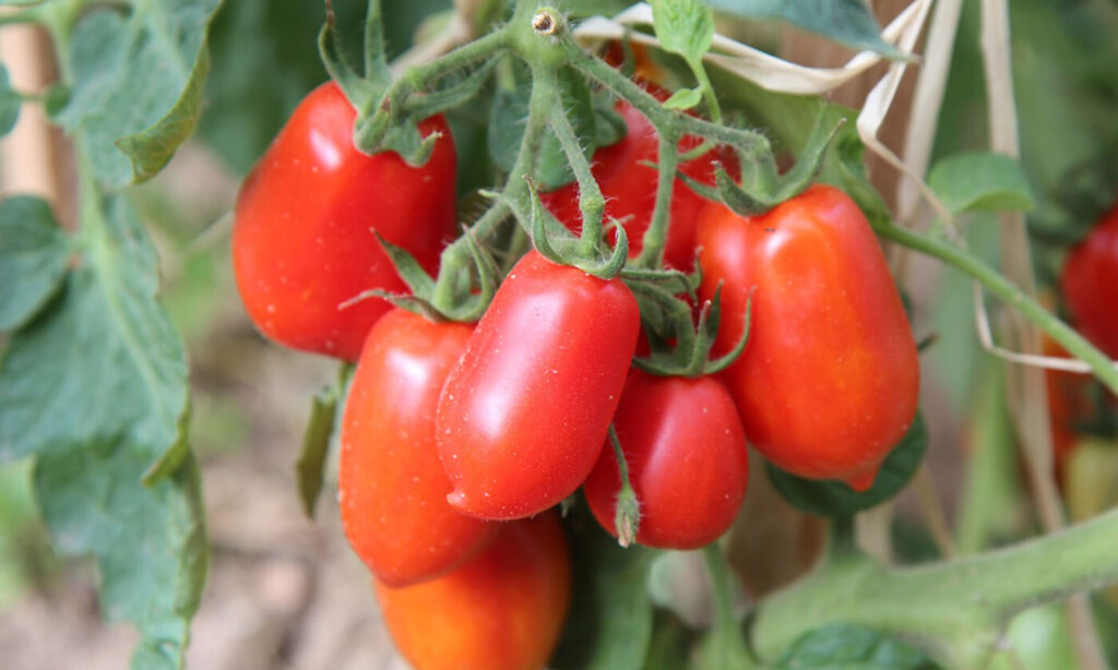 Roma tomatoes on the vine, ready for canning