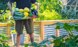 Holding a tray of fresh picked vegetables in a garden with raised garden beds